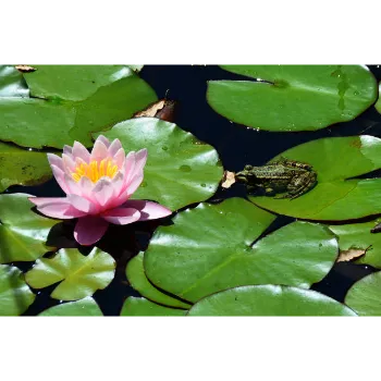Fresh Lotus Flower